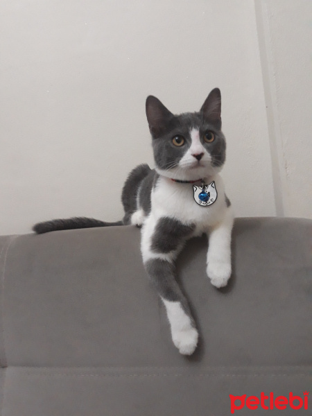 Tekir Kedi, Kedi  Mia fotoğrafı