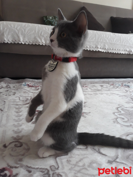 Tekir Kedi, Kedi  Mia fotoğrafı