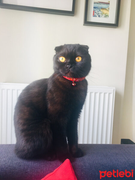 Scottish Fold, Kedi  Sushi fotoğrafı