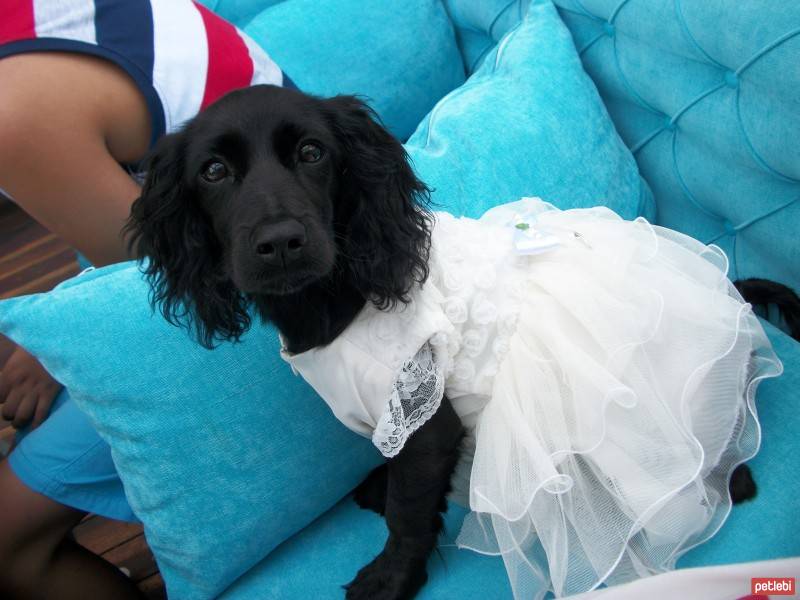 İngiliz Cocker Spaniel, Köpek  tamara fotoğrafı