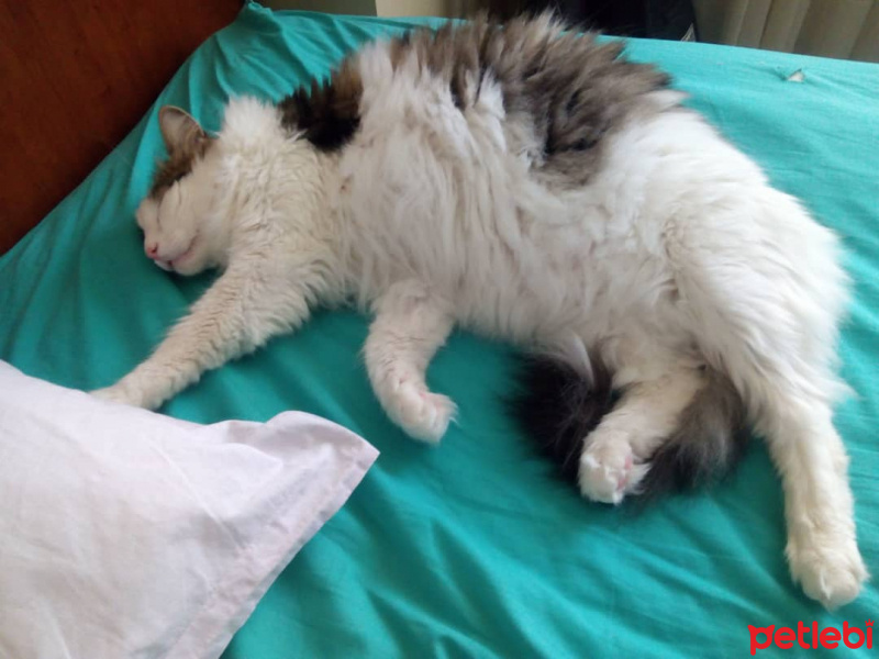 Tekir Kedi, Kedi  Asit fotoğrafı