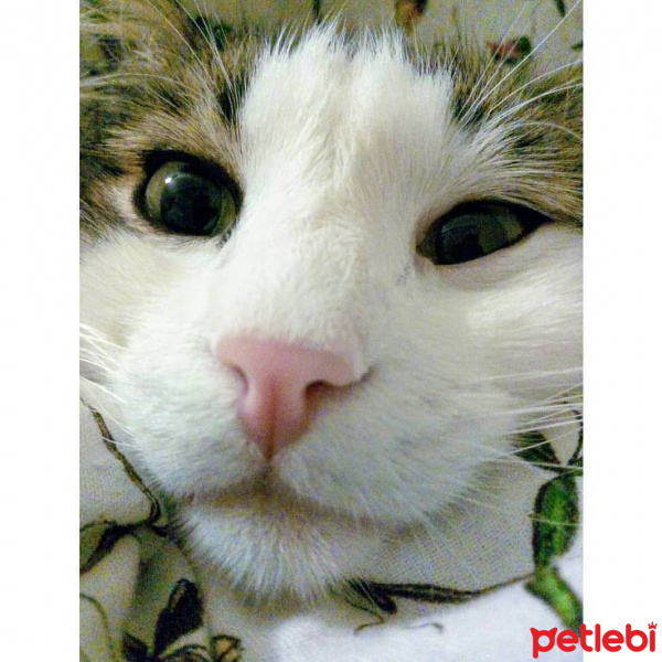 Tekir Kedi, Kedi  Asit fotoğrafı