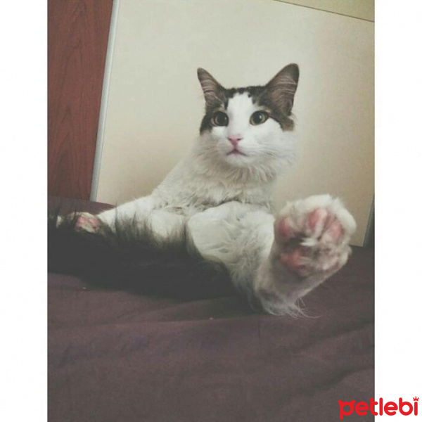 Tekir Kedi, Kedi  Asit fotoğrafı