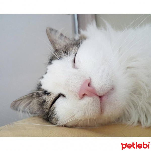 Tekir Kedi, Kedi  Asit fotoğrafı