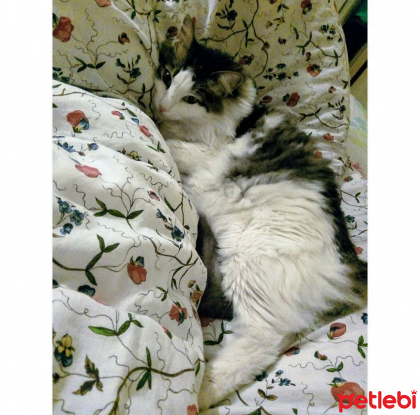 Tekir Kedi, Kedi  Asit fotoğrafı