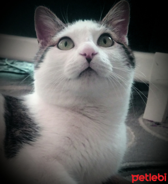 Tekir Kedi, Kedi  Şerafettin (Şero) fotoğrafı
