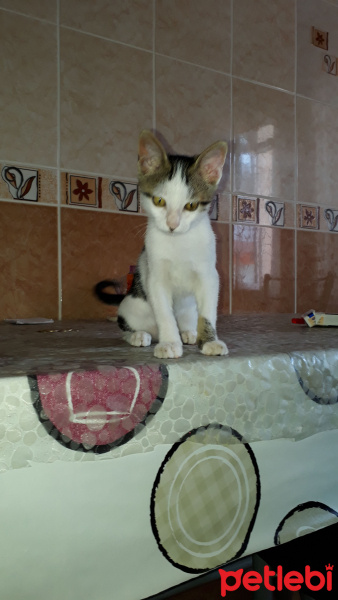 Tekir Kedi, Kedi  Şerafettin (Şero) fotoğrafı