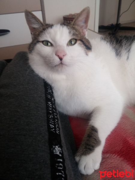 Tekir Kedi, Kedi  Şerafettin (Şero) fotoğrafı