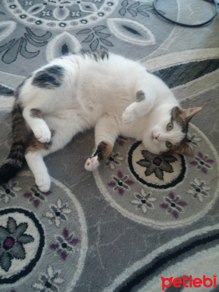 Tekir Kedi, Kedi  Şerafettin (Şero) fotoğrafı