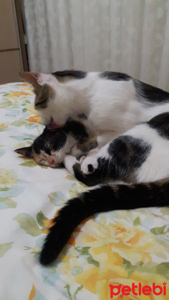 Tekir Kedi, Kedi  Şerafettin (Şero) fotoğrafı