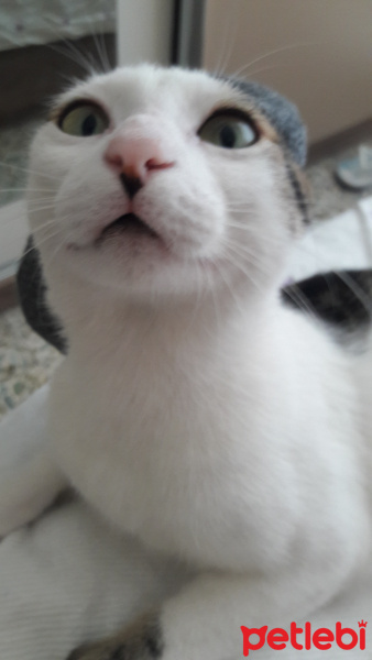 Tekir Kedi, Kedi  Şerafettin (Şero) fotoğrafı