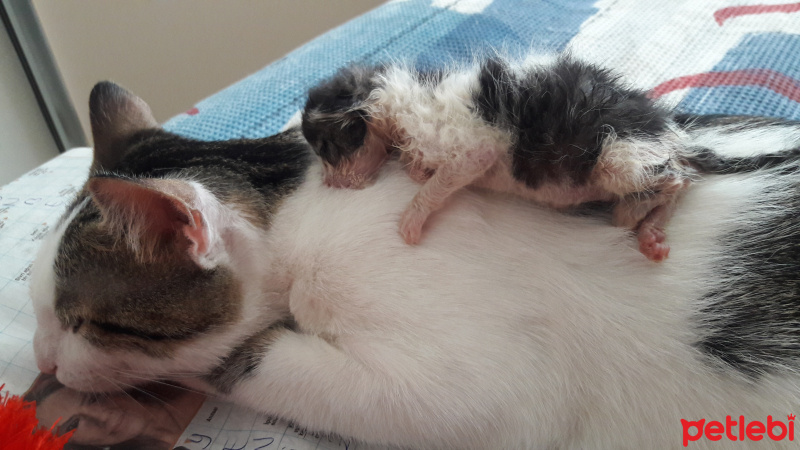 Tekir Kedi, Kedi  Şerafettin (Şero) fotoğrafı