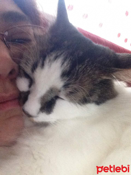 Tekir Kedi, Kedi  Mösyö Paşa fotoğrafı