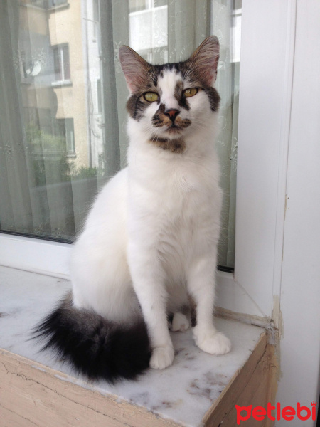 Tekir Kedi, Kedi  Mösyö Paşa fotoğrafı