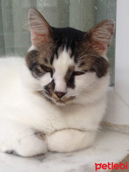 Tekir Kedi, Kedi  Mösyö Paşa fotoğrafı