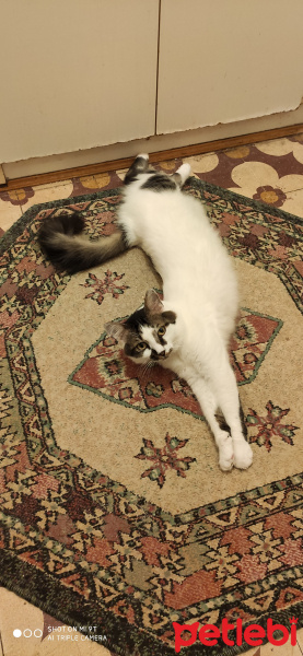 Tekir Kedi, Kedi  Mösyö Paşa fotoğrafı