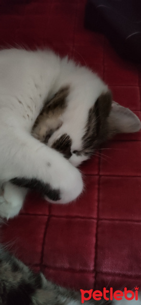 Tekir Kedi, Kedi  Mösyö Paşa fotoğrafı