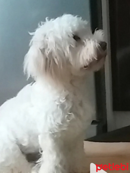 Maltese, Köpek  Baksi fotoğrafı