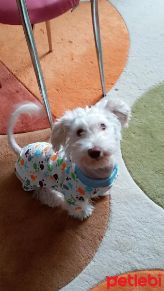 Maltese, Köpek  Baksi fotoğrafı