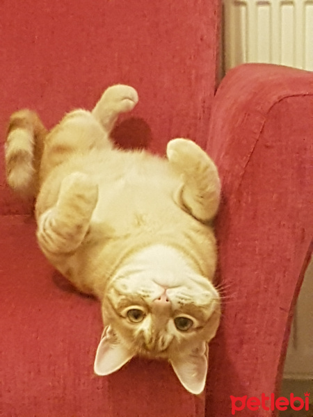 Sarman, Kedi  Aşil fotoğrafı