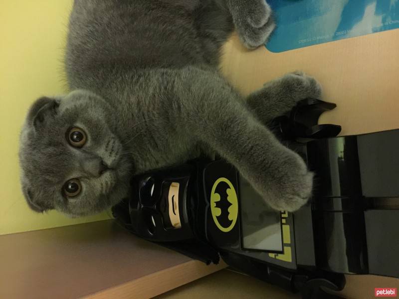 Scottish Fold, Kedi  gölge fotoğrafı