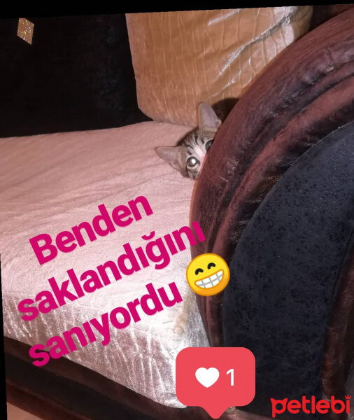 Tekir Kedi, Kedi  Ponçik fotoğrafı