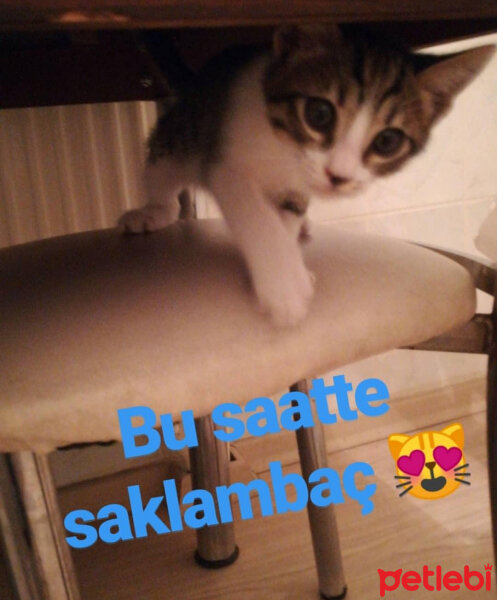 Tekir Kedi, Kedi  Ponçik fotoğrafı