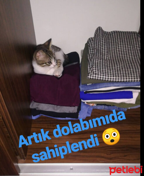 Tekir Kedi, Kedi  Ponçik fotoğrafı