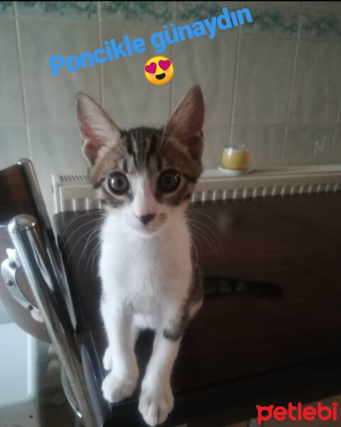 Tekir Kedi, Kedi  Ponçik fotoğrafı