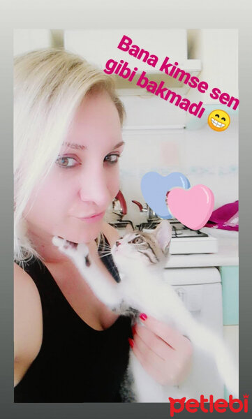 Tekir Kedi, Kedi  Ponçik fotoğrafı