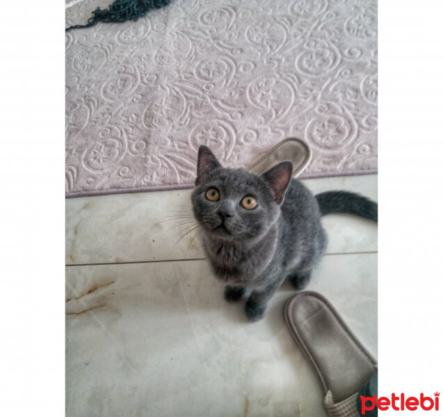 Tekir Kedi, Kedi  Ğ fotoğrafı