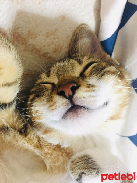 Tekir Kedi, Kedi  ALEX fotoğrafı