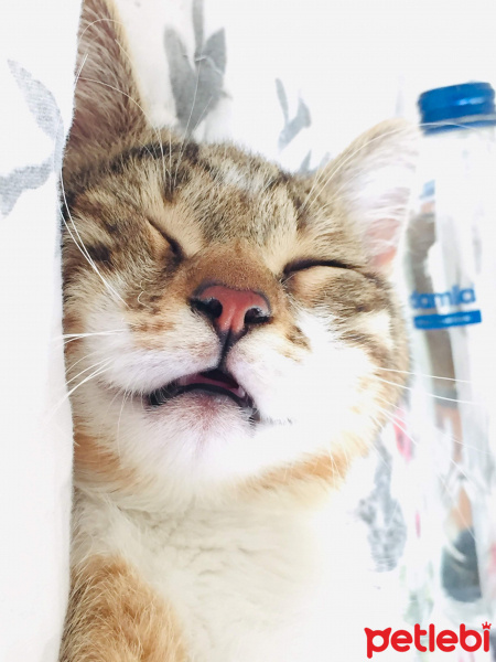 Tekir Kedi, Kedi  ALEX fotoğrafı