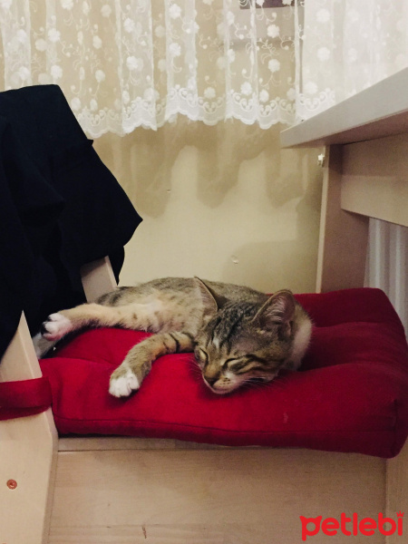 Tekir Kedi, Kedi  ALEX fotoğrafı
