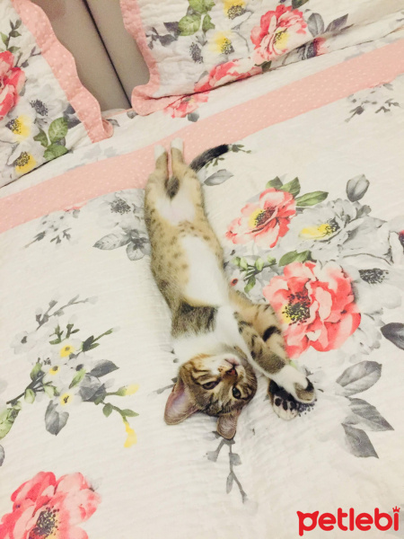 Tekir Kedi, Kedi  ALEX fotoğrafı
