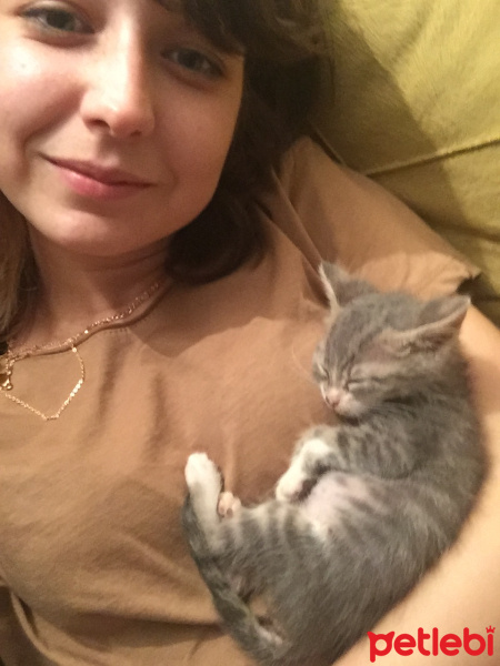 Tekir Kedi, Kedi  Mabel fotoğrafı