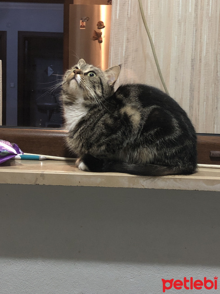 Tekir Kedi, Kedi  Mia fotoğrafı