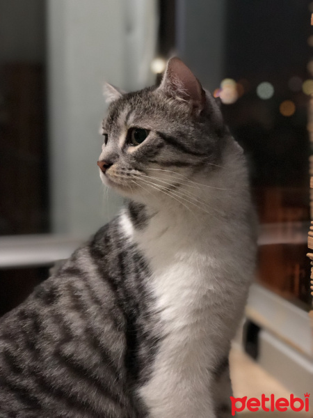 Tekir Kedi, Kedi  Paşa fotoğrafı