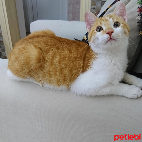 Sarman, Kedi  Behlül fotoğrafı