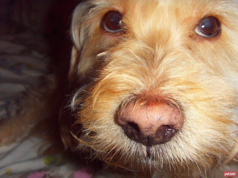 Tibet Terrieri, Köpek  HAVUÇ fotoğrafı