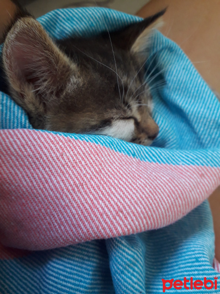 Tekir Kedi, Kedi  Çakıl fotoğrafı