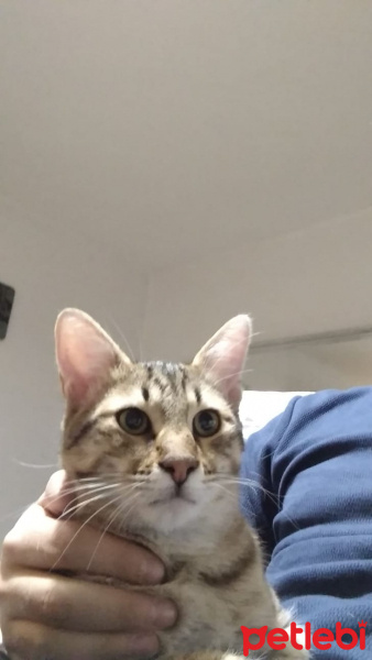 Tekir Kedi, Kedi  Kamil fotoğrafı