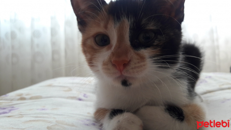Tekir Kedi, Kedi  Şeri fotoğrafı