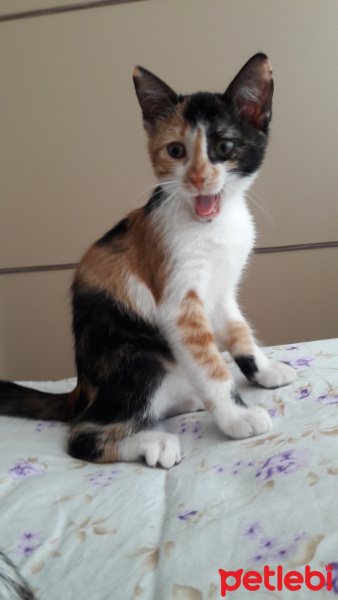 Tekir Kedi, Kedi  Şeri fotoğrafı