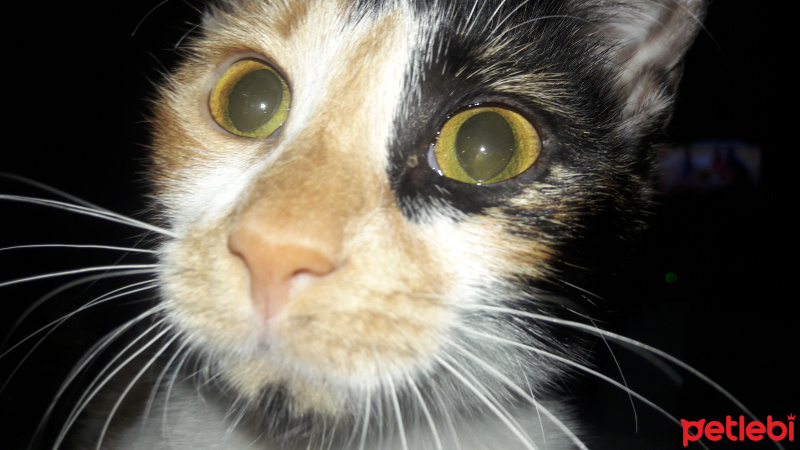 Tekir Kedi, Kedi  Şeri fotoğrafı