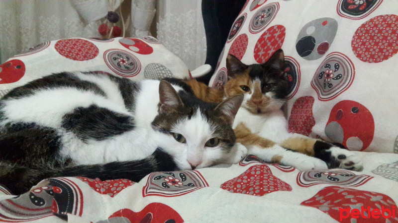 Tekir Kedi, Kedi  Şeri fotoğrafı