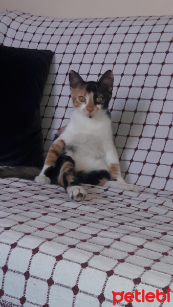 Tekir Kedi, Kedi  Şeri fotoğrafı
