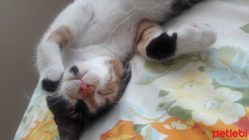 Tekir Kedi, Kedi  Şeri fotoğrafı