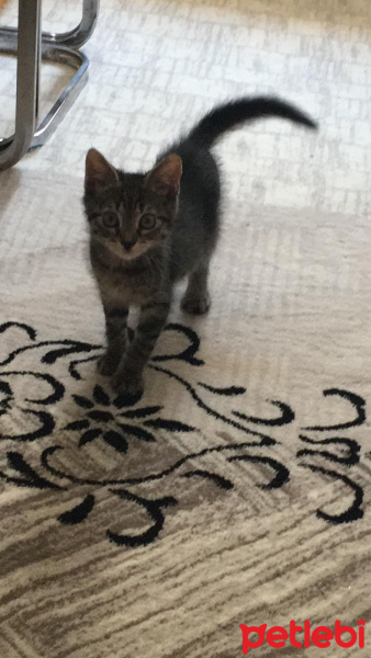 Tekir Kedi, Kedi  Şans fotoğrafı