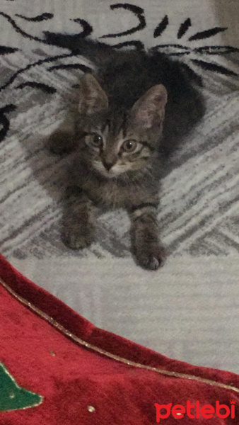 Tekir Kedi, Kedi  Şans fotoğrafı